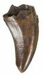 Small Theropod Tooth (Raptor) - Montana #52677-1